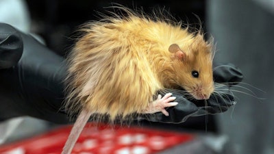 In this Feb 2025 photo provided by Colossal Biosciences a genetically edited mouse with long, thick, woolly hair at a lab in Dallas, Texas.